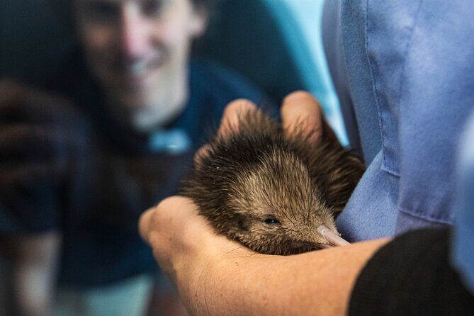 National Kiwi Hatchery - Kiwi Encounter Guided Tour - Exploring the Rotorua Kiwi Encounter Experience