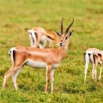 National park & Sahara Desert with Lunch and Camel Ride - Exploring the Day: What to Expect