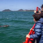 Nelson Bay: 1hr Dolphin Watch Express - Why This Tour Offers Great Value