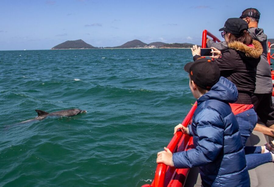 Nelson Bay: 1hr Dolphin Watch Express - Why This Tour Offers Great Value