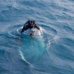 Nelson Bay: Whale and Dolphin Watching Catamaran Cruise - Why This Tour Offers Real Value