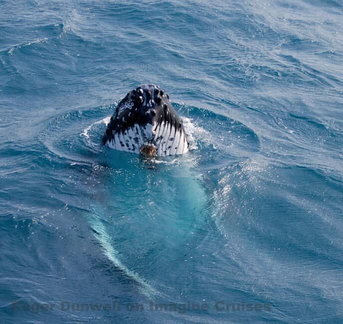 Nelson Bay: Whale and Dolphin Watching Catamaran Cruise - Why This Tour Offers Real Value