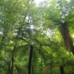 Nelson: Nelson Lakes National Park Day Trip with Lunch - Beech Forest Walks and Conservation