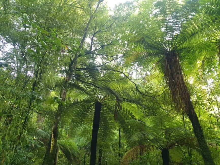Nelson: Nelson Lakes National Park Day Trip with Lunch - Beech Forest Walks and Conservation