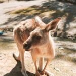 Newcastle: Animal Lovers Tour - Kangaroos, Dolphins & more! - Authentic Insights & Tips
