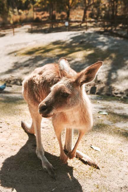 Newcastle: Animal Lovers Tour - Kangaroos, Dolphins & more! - Authentic Insights & Tips