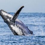 Newcastle: Humpback Whale Watching Cruise and Harbor Tour - Who Is This Tour Best For?