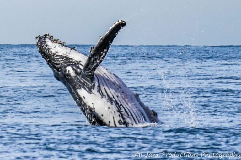 Newcastle: Humpback Whale Watching Cruise and Harbor Tour - Who Is This Tour Best For?