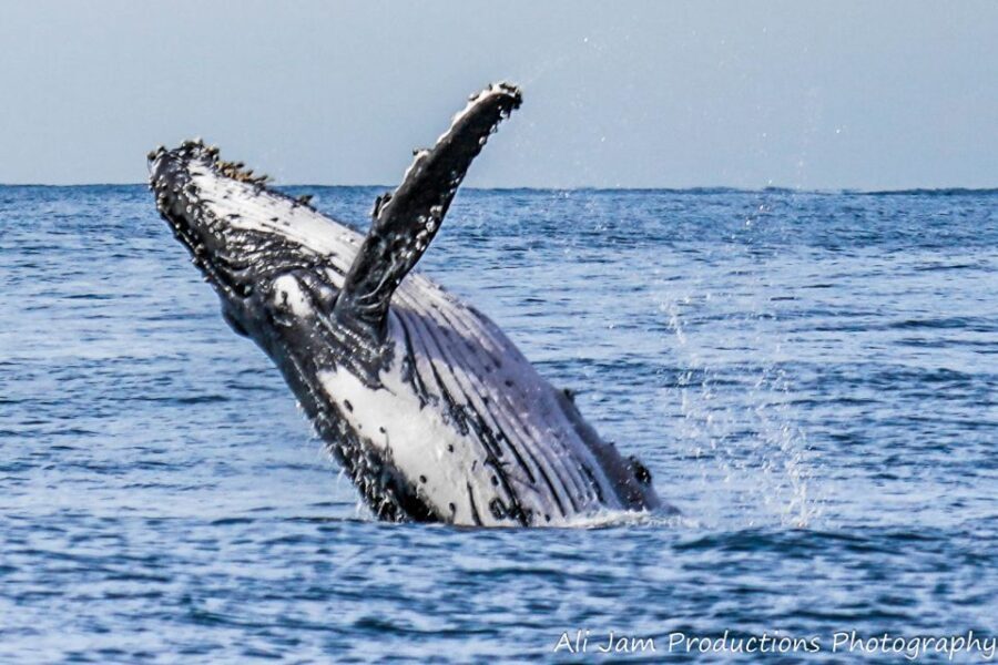 Newcastle: Humpback Whale Watching Cruise and Harbor Tour - Who Is This Tour Best For?