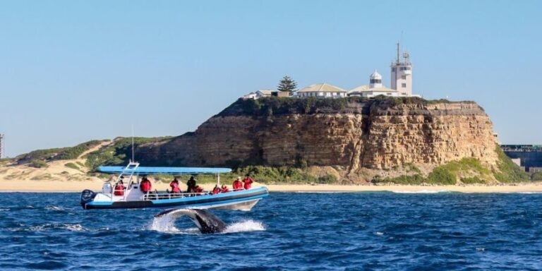 Newcastle: Small Group Humpback Whale Encounter Tour - Final Thoughts