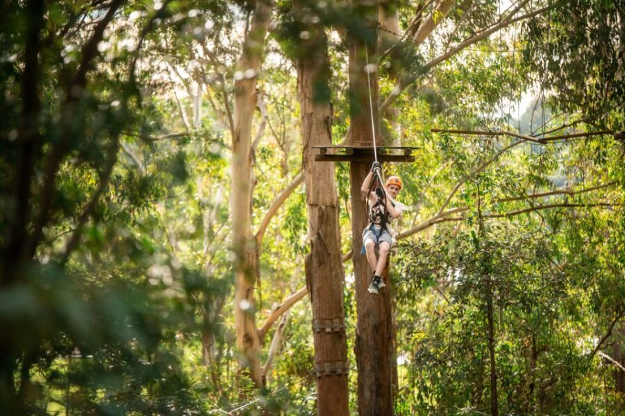 Newcastle: Tree Ropes Course Adventure - The Highlights in Detail