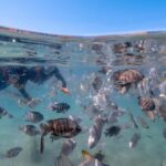 Newport: Moreton Island Snorkeling Tour with Lunch - Real Experiences and Honest Feedback