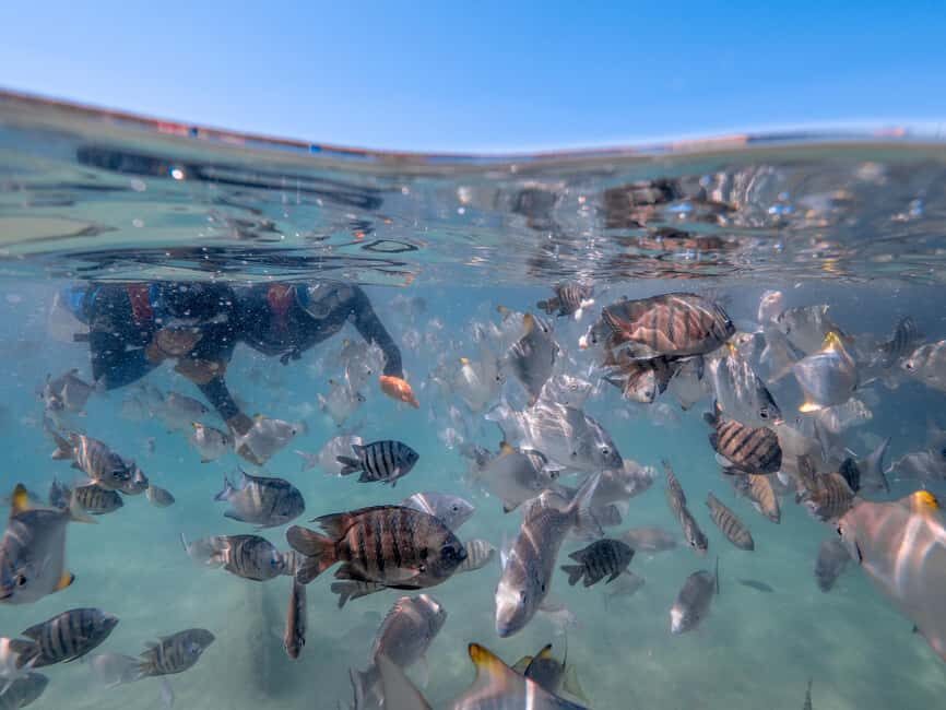 Newport: Moreton Island Snorkeling Tour with Lunch - Real Experiences and Honest Feedback
