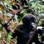 Ngamba Island Chimpanzee Sanctuary Day Trip - Final Thoughts