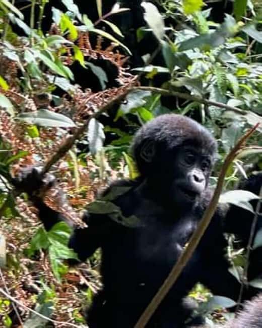 Ngamba Island Chimpanzee Sanctuary Day Trip - Final Thoughts