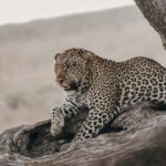 Ngorongoro Conservation Area Day Trip - Who Will Love This Tour?