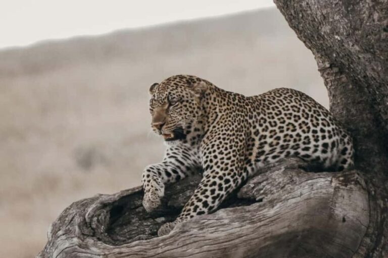 Ngorongoro Conservation Area Day Trip - Who Will Love This Tour?