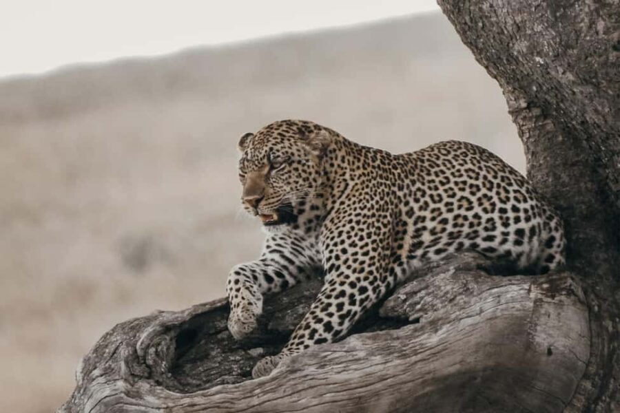 Ngorongoro Conservation Area Day Trip - Who Will Love This Tour?