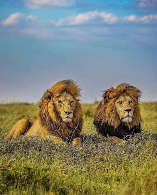 Ngorongoro Crater Day Trip with Picnic Lunch - Practical Considerations and Tips