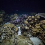 Night Snorkeling - The Itinerary and Experience