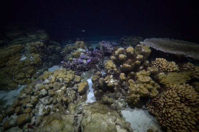Night Snorkeling - The Itinerary and Experience