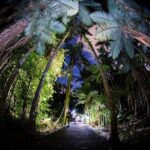 Night Walk in Cairns Botanic Gardens - Let's Go Buggin - What You Can Expect: The Itinerary