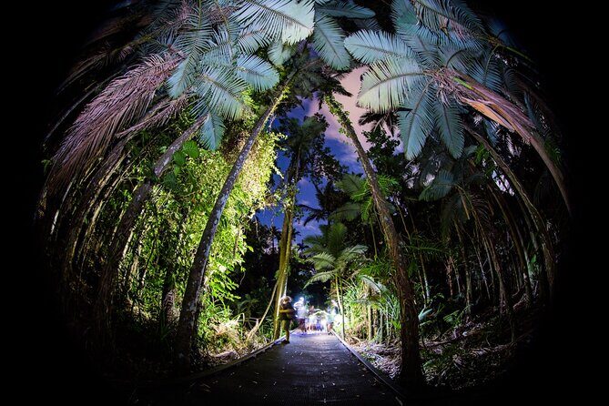 Night Walk in Cairns Botanic Gardens - Let's Go Buggin - What You Can Expect: The Itinerary