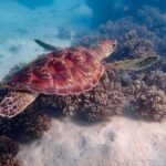 Ningaloo In A Full day Hike and Snorkel Tour - What Makes This Tour Stand Out?