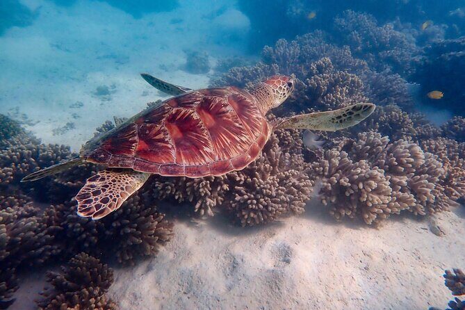 Ningaloo In A Full day Hike and Snorkel Tour - What Makes This Tour Stand Out?