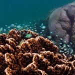 Ningaloo Reef Snorkel and Wildlife Adventure - What Sets This Tour Apart