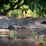 Nitmiluk National Park & Katherine Hot Springs - Sacred Owl Tours - A Complete Look at the Itinerary