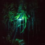 Nocturnal adventure Glow-worm tour - The Walk Through Native Bush