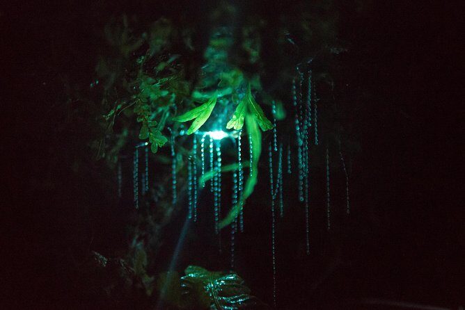 Nocturnal adventure Glow-worm tour - The Walk Through Native Bush