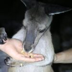 Nocturnal Wildlife Tour from Busselton or Dunsborough - Who Should Consider This Tour?