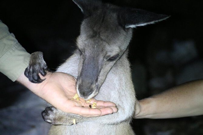 Nocturnal Wildlife Tour from Busselton or Dunsborough - Who Should Consider This Tour?