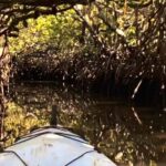 Noosa Heads: Hidden Waterways Wildlife Kayak (Fully Guided) - What’s Included and What’s Not