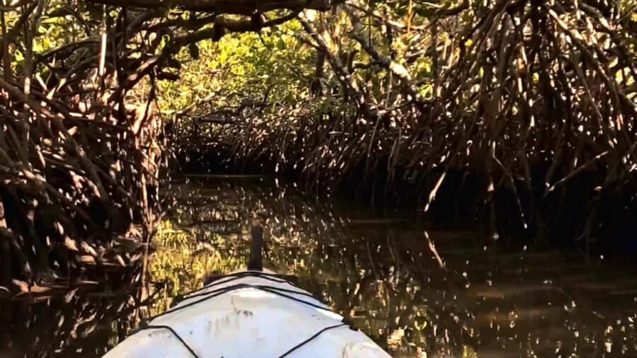 Noosa Heads: Hidden Waterways Wildlife Kayak (Fully Guided) - What’s Included and What’s Not