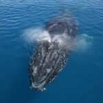 Noosa: Humpback Whale Watching Tour - The Itinerary and Experience Breakdown