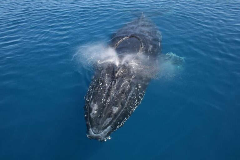 Noosa: Humpback Whale Watching Tour - The Itinerary and Experience Breakdown