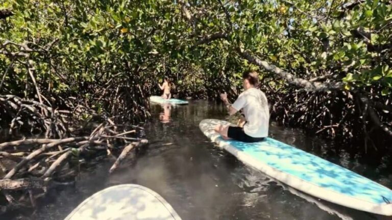 Noosa Stand Up Paddle & Mangrove Tunnel Tour (Fully Guided) - What Sets This Tour Apart?