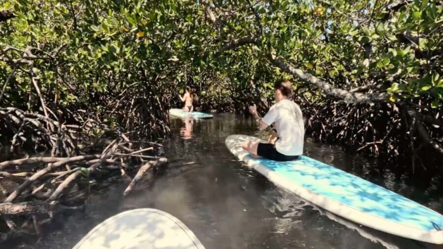 Noosa Stand Up Paddle & Mangrove Tunnel Tour (Fully Guided) - What Sets This Tour Apart?
