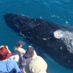 Noosa Whale Watching Adventure Cruise - Practical Tips for Travelers