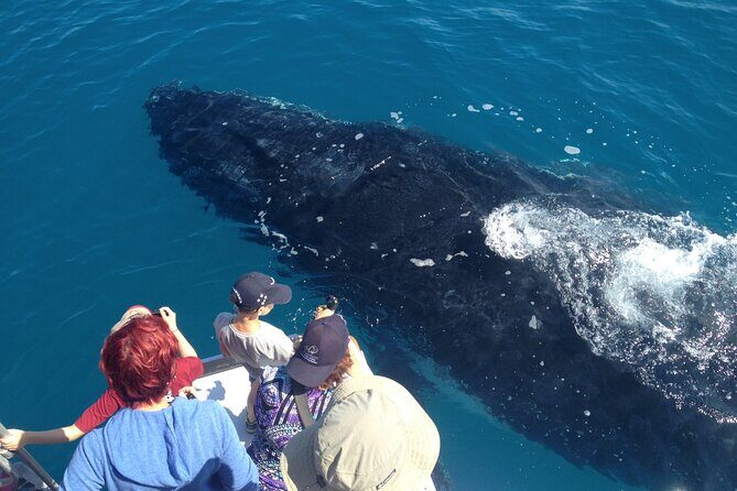 Noosa Whale Watching Adventure Cruise - Practical Tips for Travelers