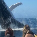 Noosa Whale Watching Cruise  Humpback Whale Adventure - FAQs