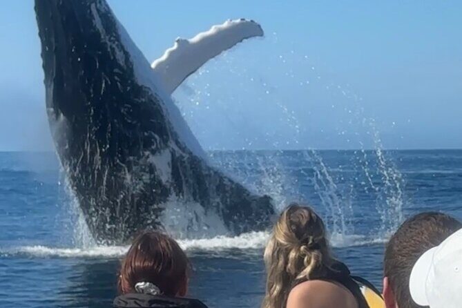Noosa Whale Watching Cruise  Humpback Whale Adventure - FAQs