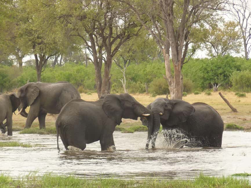 Northern Botswana: Safari with game drives and a boat trip - Practical Aspects & Value for Money