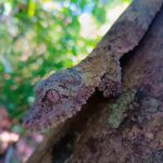 Nosy Be: Lokobe Reserve Canoe Tour with Lunch - What Makes This Tour Stand Out?