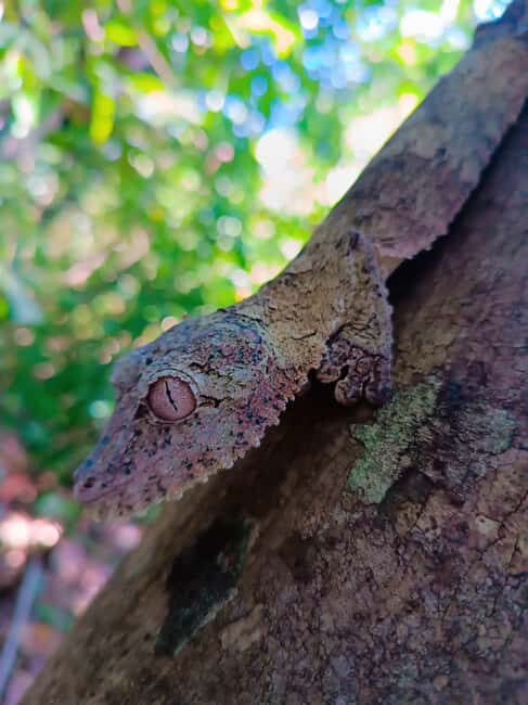 Nosy Be: Lokobe Reserve Canoe Tour with Lunch - What Makes This Tour Stand Out?