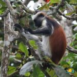 Nungwi Cultural Tour, Jozani Forest & The Rock Restaurant - Detailed Breakdown of the Experience