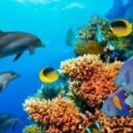 Nungwi: Mnemba Atoll Dolphins and Snorkeling Tour - What to Expect on This Tour